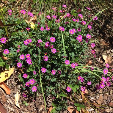 Brachyscome 'Strawberry Pink'