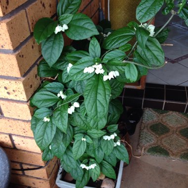 Clerodendrum thomsoniae