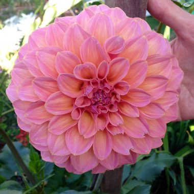 Dahlia 'Kotara'