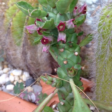 Euphorbia Guentheri