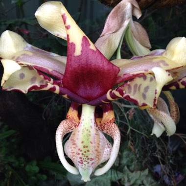 Stanhopea Tigrina