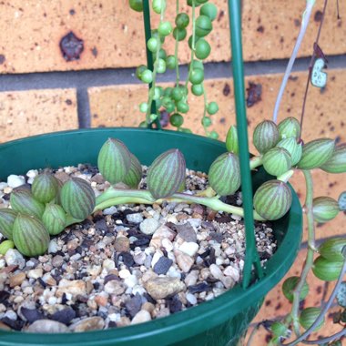 Curio Herreanus syn. Senecio Herreanus