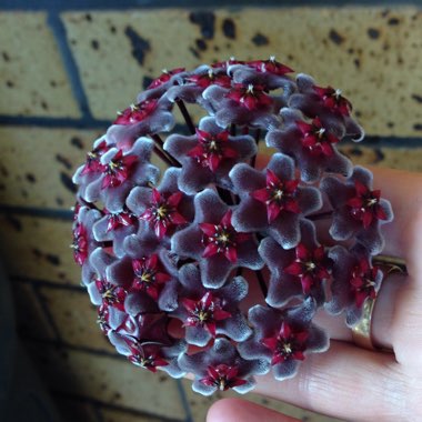 Hoya pubicalyx 'Royal Hawaiian Purple'