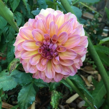 Dahlia 'Kotara'