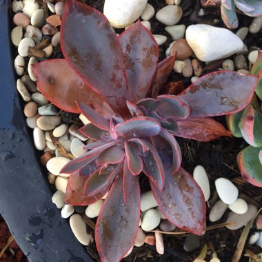 Echeveria Afterglow