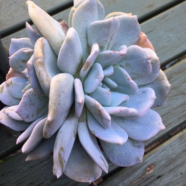 Echeveria Exotic