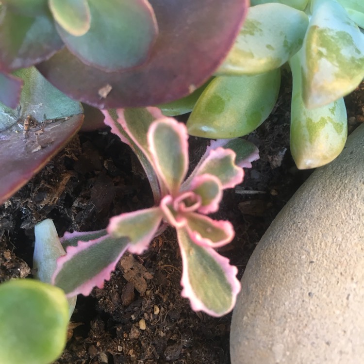 Plant image Sedum Spurium Tricolor