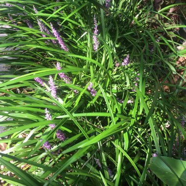 Liriope muscari 'Royal Purple'