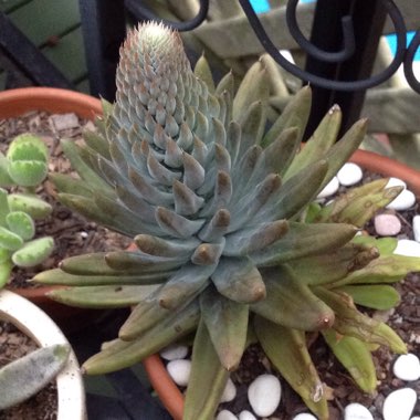 Orostachys spinosa