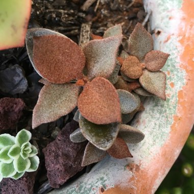 Kalanchoe orgyalis