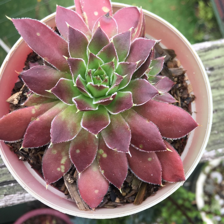 Plant image Sempervivum Berwick Red