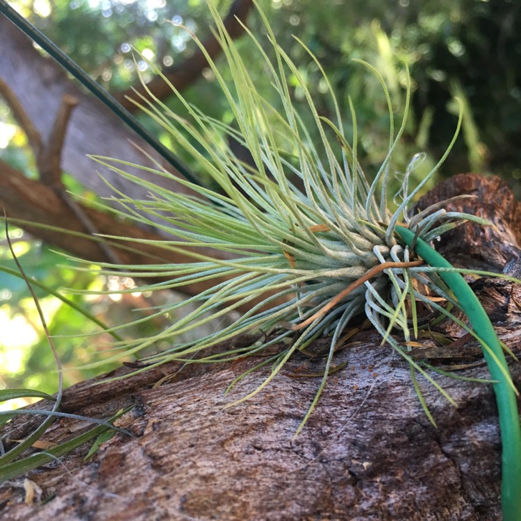 Plant image Tillandsia andreana