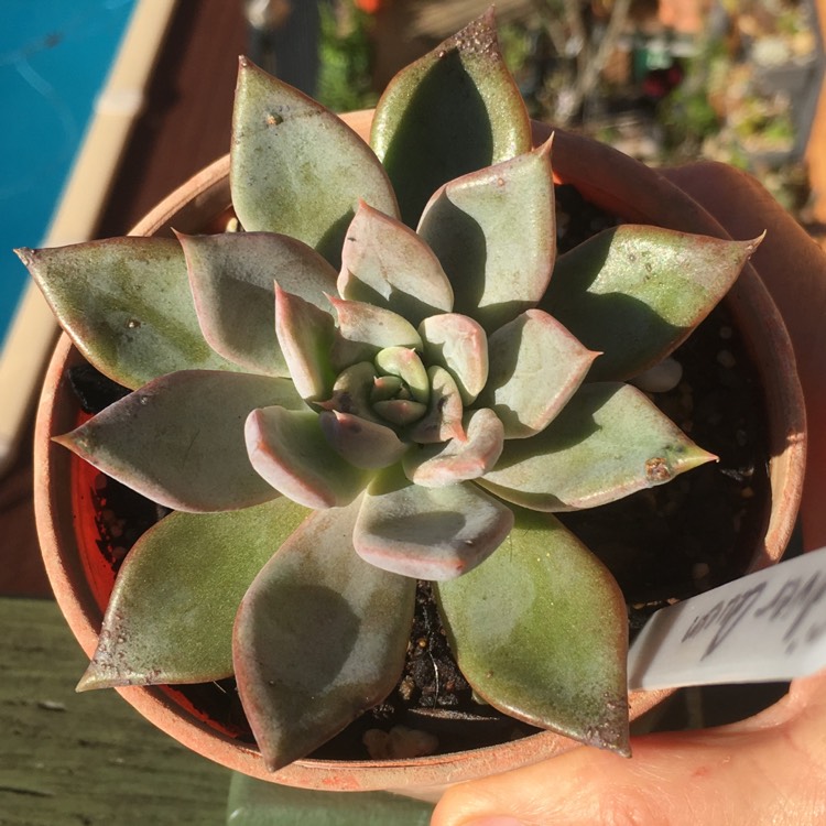 Plant image Echeveria Silver Queen