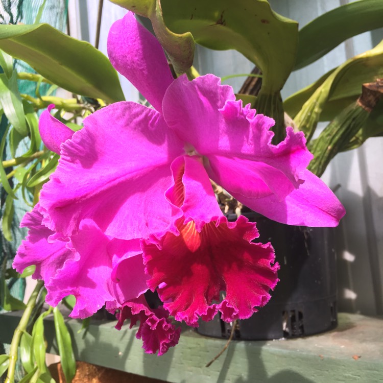 Plant image Cattleya