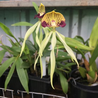 Prosthechea Cochleata