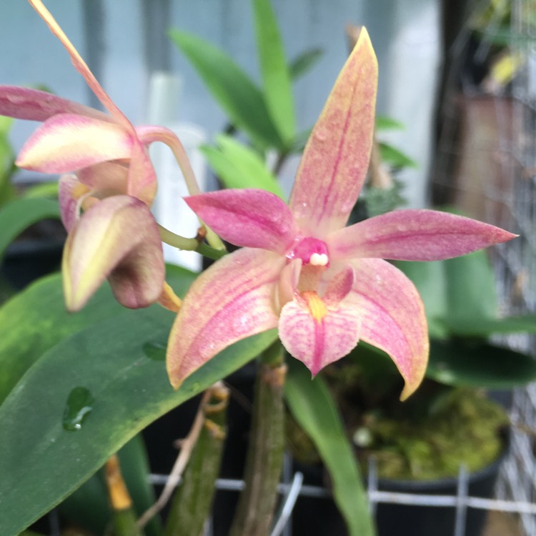 Plant image Dendrobium phalaenopsis 'Pastel Pink'