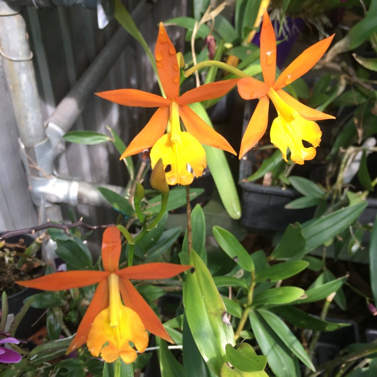 Plant image Epidendrum