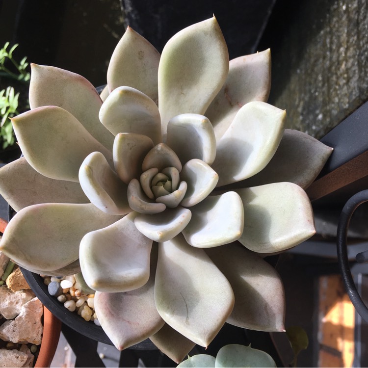 Plant image Echeveria Beverley