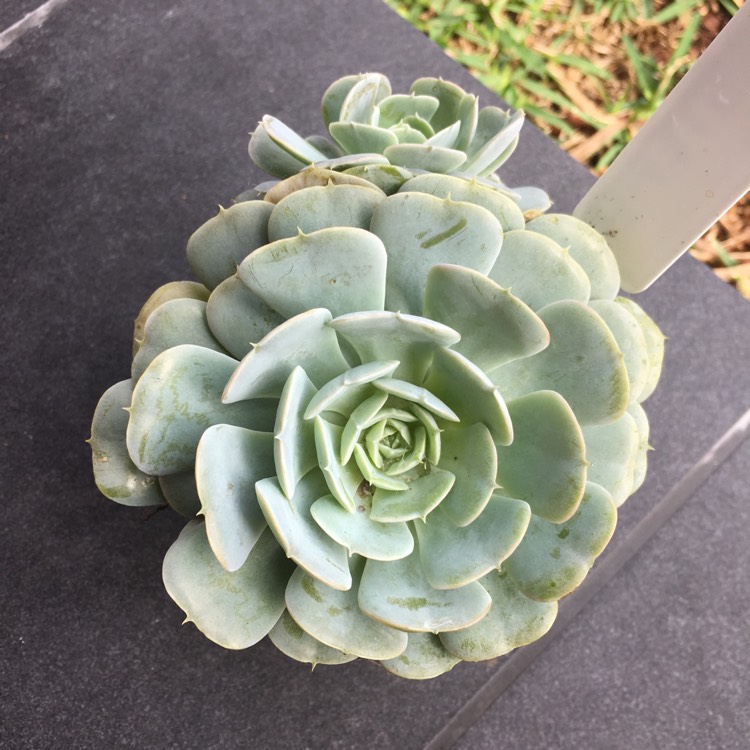 Plant image Echeveria Dr Butterfield