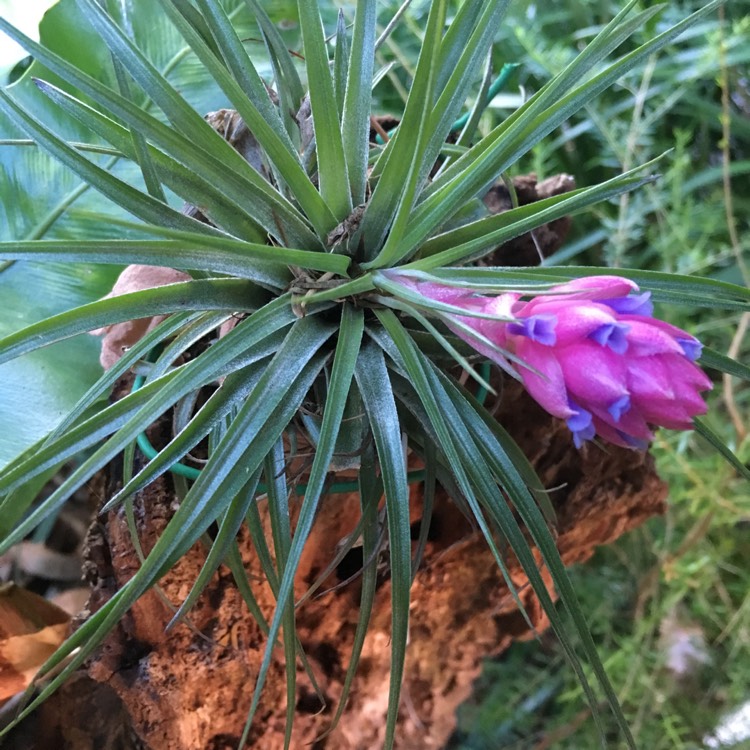 Plant image Tillandsia fasciculata