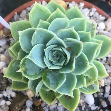 Echeveria Coolvue