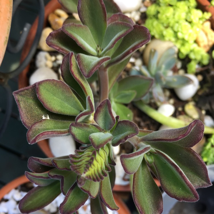 Plant image Plectranthus caninus