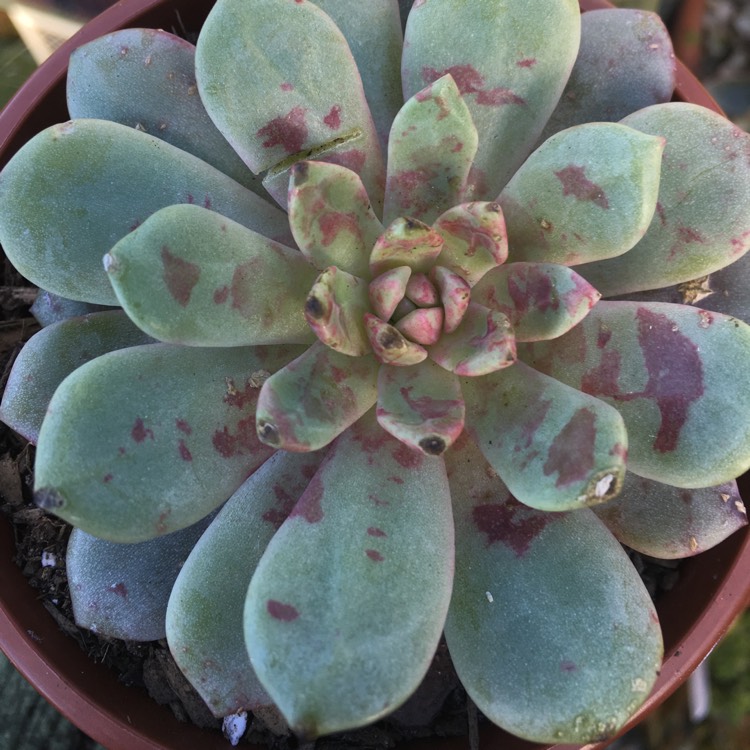 Plant image Echeveria Jelly Jam