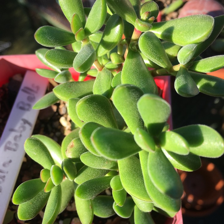 Plant image Crassula rogersii