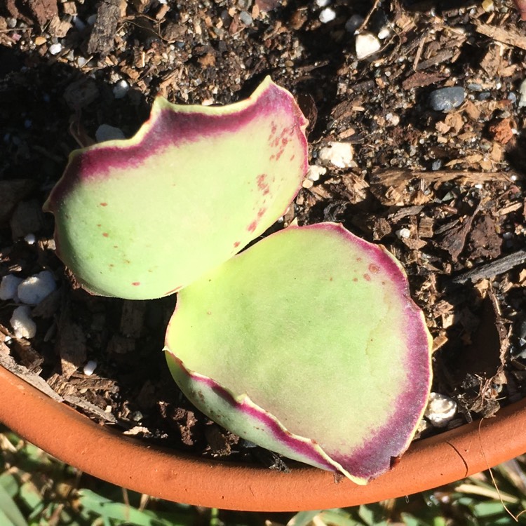 Plant image Kalanchoe Synsepala 'Gremlin'