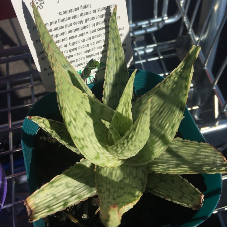 Plant image Aloe Morgan's hybrid