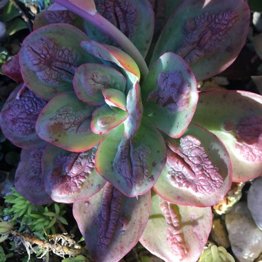 Echeveria Baron Bold