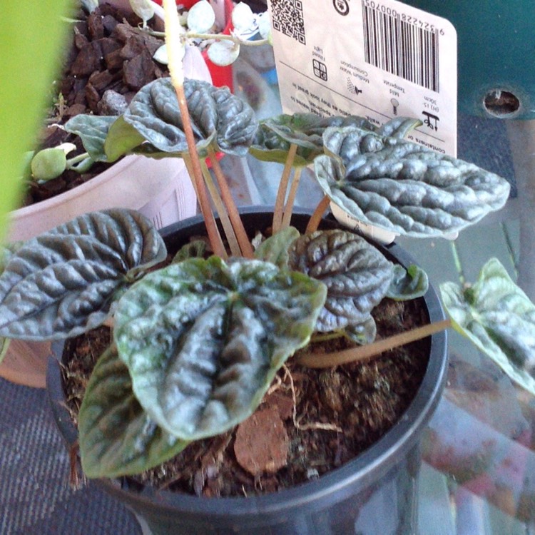 Plant image Peperomia caperata 'Emerald Ripple'