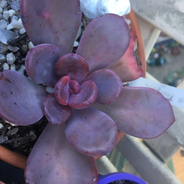 Plant image x Pachyveria 'Blue Tongue' syn. Graptoveria 'Blue Tongue'