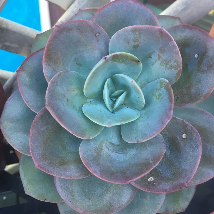 Plant image Echeveria Haku-Ho