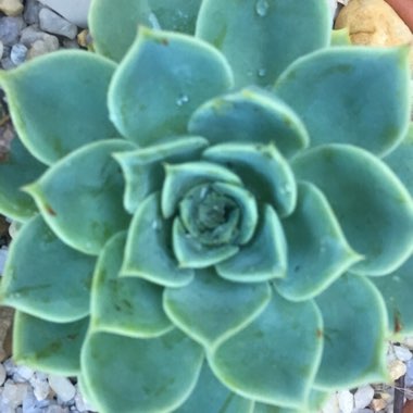 Echeveria Coolvue