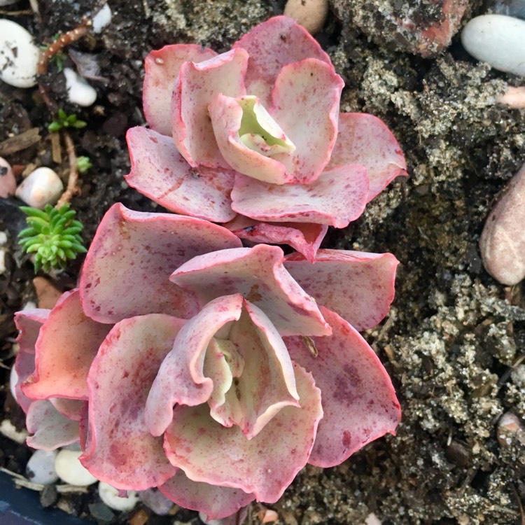 Plant image Echeveria Curls