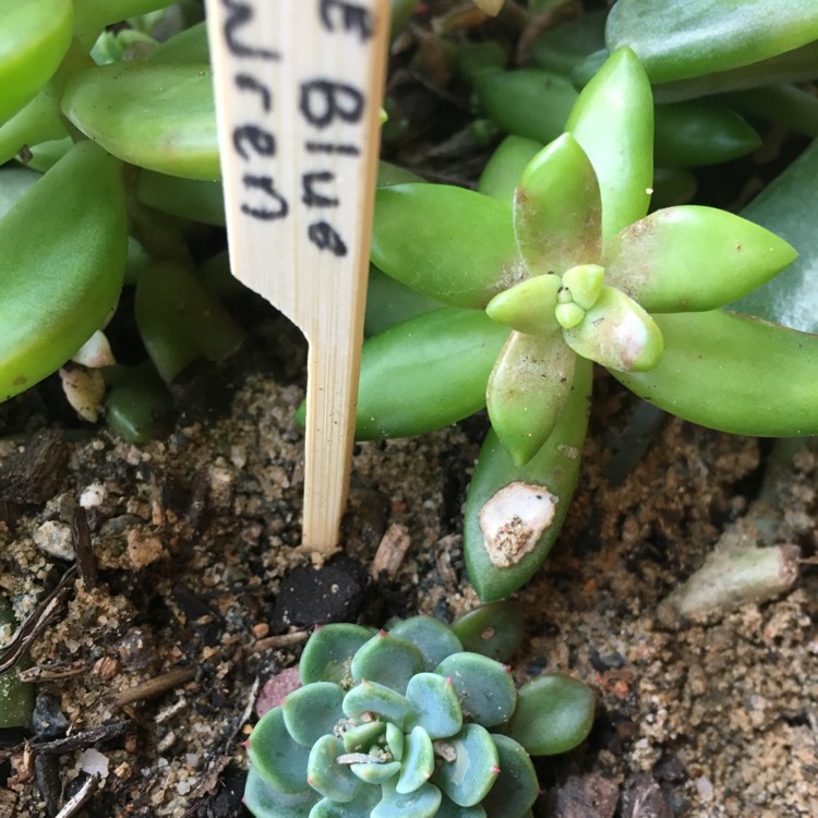 Plant image Echeveria Blue Wren