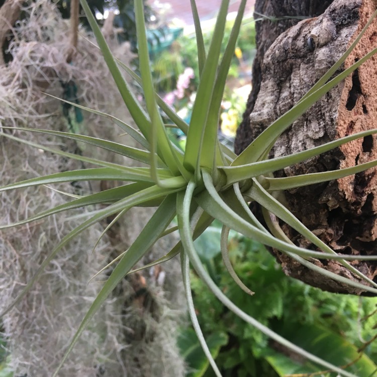 Plant image Tillandsia bergeri