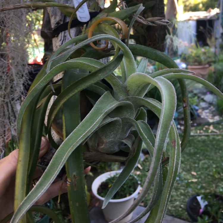 Plant image Tillandsia 'Capitata Peach'