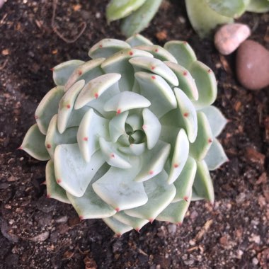 Echeveria Nobaranosei