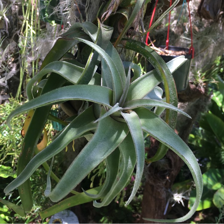 Plant image Tillandsia 'Capitata Peach'