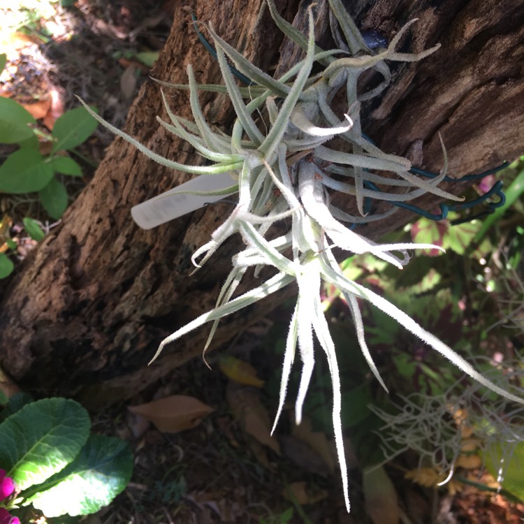 Plant image Tillandsia paleacea