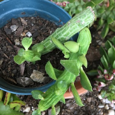 Euphorbia bisellenbeckii