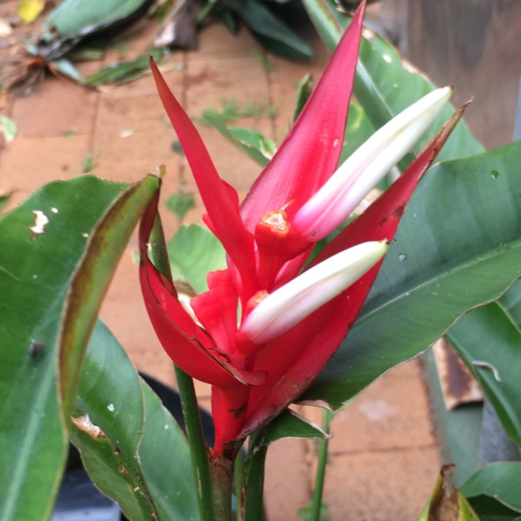 Plant image Heliconia angusta 'Red Christmas'