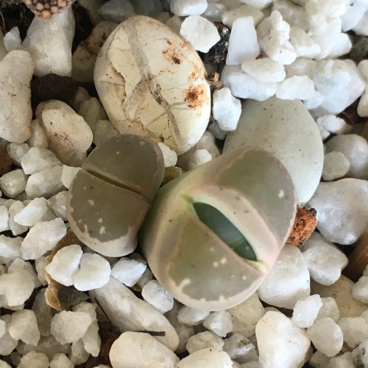 Plant image Lithops Olivacea