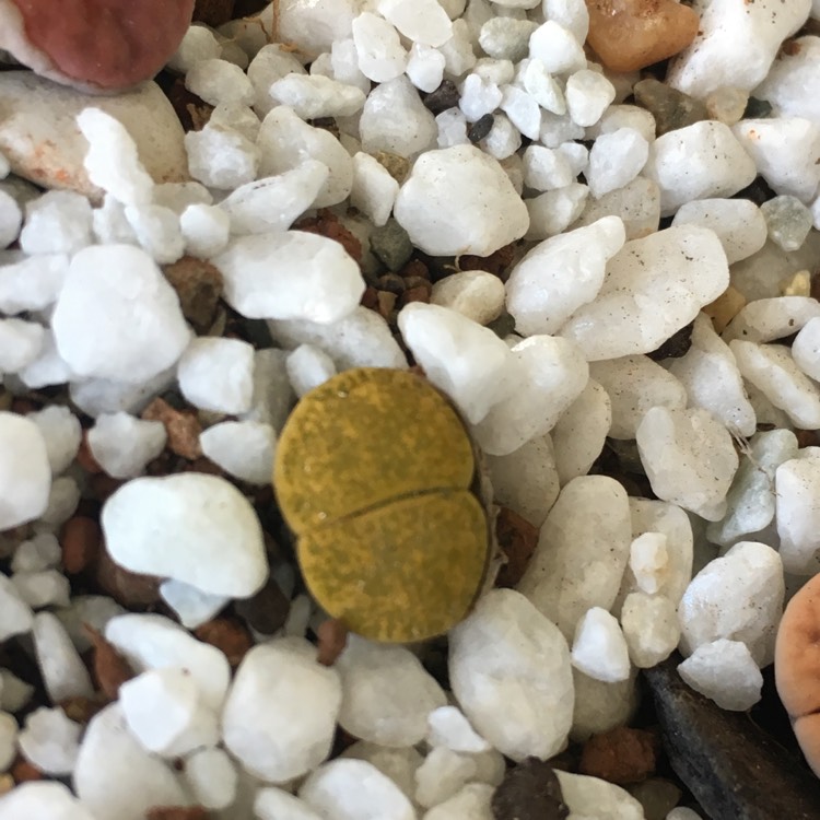 Plant image Lithops Lesliei Albinica