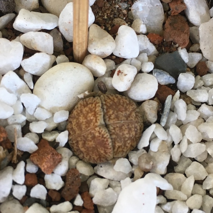 Plant image Lithops Lesliei var. Venteri C1