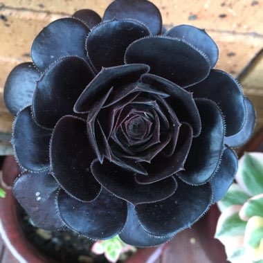 Aeonium Arboreum Zwartkop