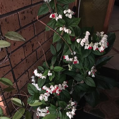 Clerodendrum thomsoniae