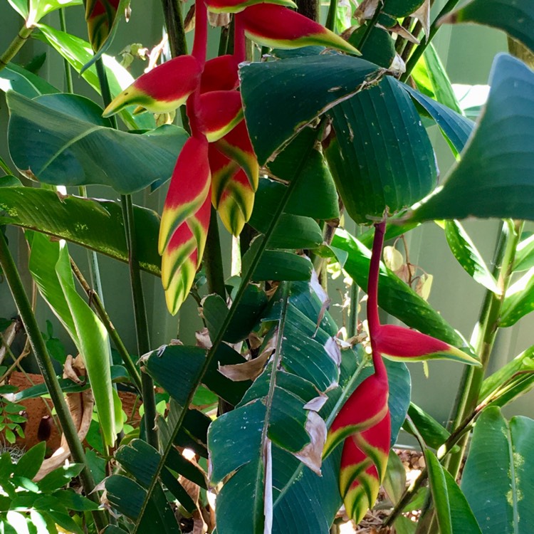 Plant image Heliconia rostrata 